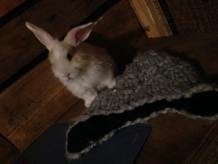 Kira ca 9 veckor gammal (R.I.P)